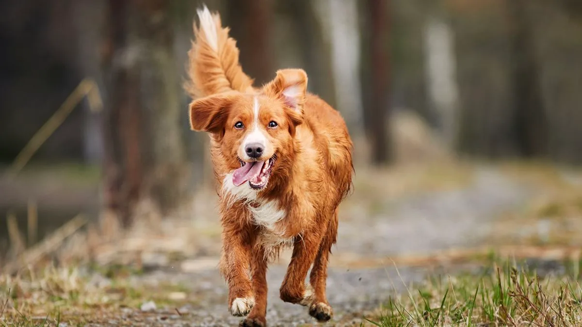 1357beee9620-Hund-rennender-Hund-Foto-iStock-Chalabala Hund rennender Hund Foto iStock Chalabala