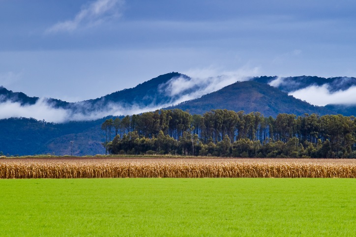 Australien Bergregion Atherton Tablelands iStock/greenantphoto