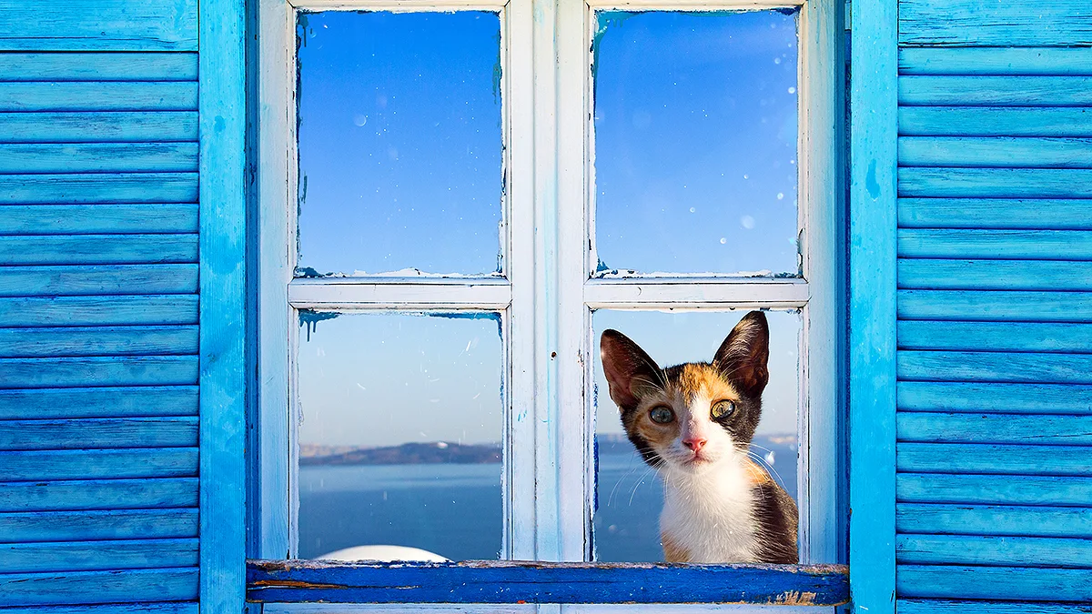 Griechenland Katze mit blauen Fensterläden Griechenland Katze mit blauen Fensterläden