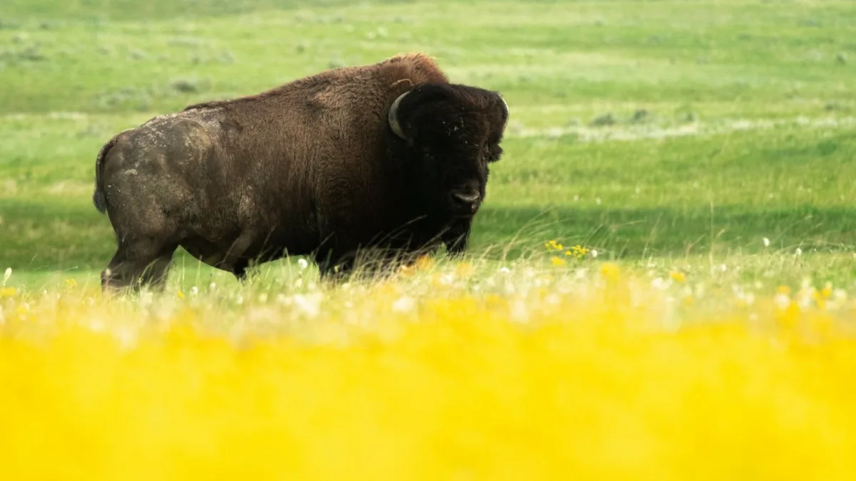 6b2b3086e14b-Kanada-Saskatchewan-Bison-Grasslands-National-Park-Foto-Tourism-Saskatchewan Kanada Saskatchewan Bison Grasslands National Park Foto Tourism Saskatchewan.jpg