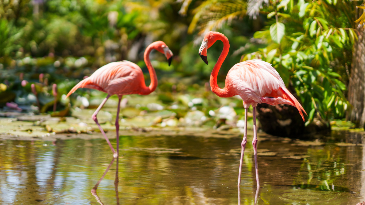 Fort Myers - Islands, Beaches and Neighborhoods_NickAdamsPhotog1011.jpg