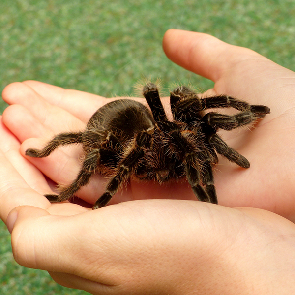 Vogelspinne Hand Mensch iStock Wirestock.jpg