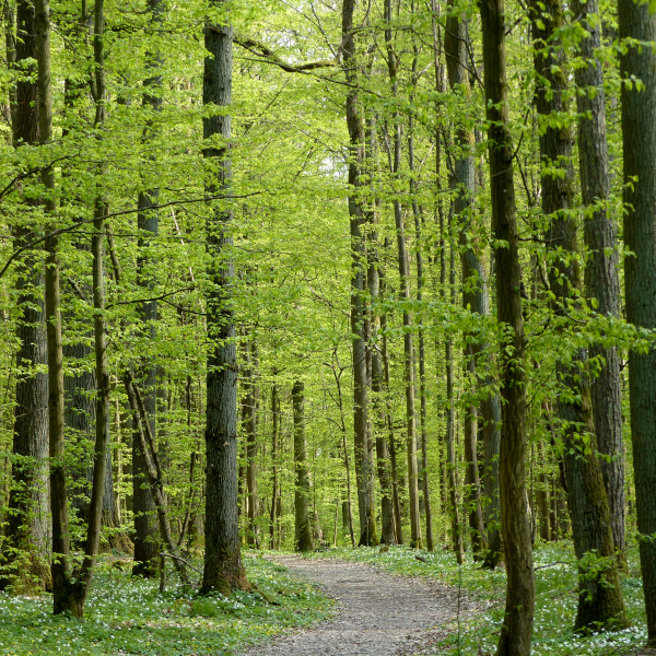 Der Wald-Wald Foto Friederike Bähr.jpg