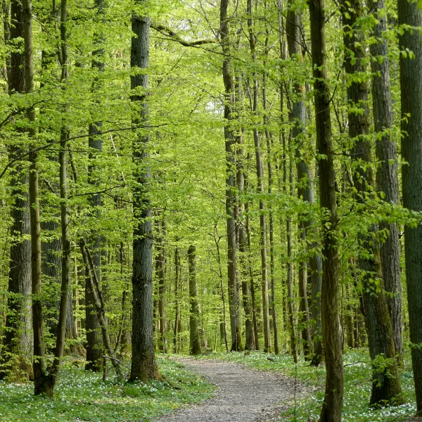 Der Wald-Wald Foto Friederike Bähr.jpg