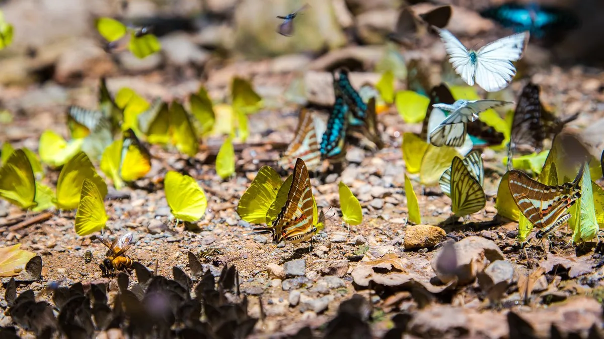 06f3c2c2a417-Thailand-Schmetterlinge-Foto-iStock-Kitchakron Thailand Schmetterlinge Foto iStock Kitchakron