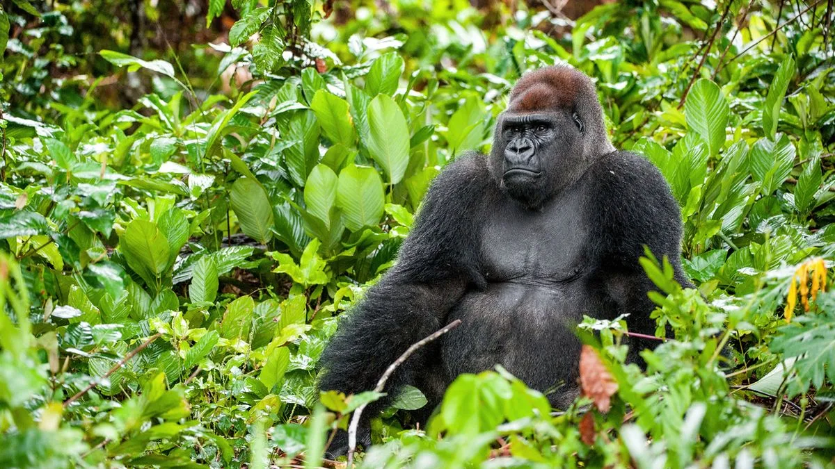 977cc4ff5b25-Angola-Ruanda-Westlicher-Flachland-Gorilla-Foto-iStock-USO Angola Ruanda Westlicher Flachland Gorilla Foto iStock USO