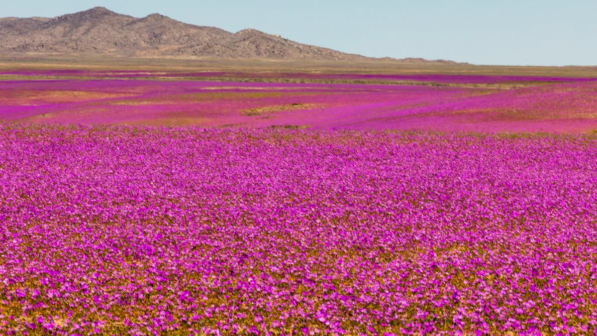 6cb8ac4b1377-Chile-Atacama-Wueste-Blueten-Foto-iStock-Abrien-do-Mundo Chile Atacama Wüste Blüten Foto iStock Abrien do Mundo