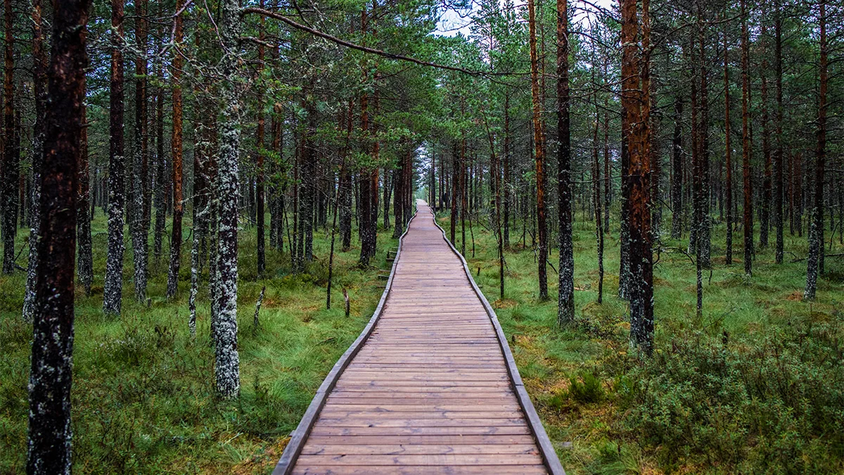 Estland Boradwalk durch Wald Foto Visit Estonia Estland Boradwalk durch Wald Foto Visit Estonia