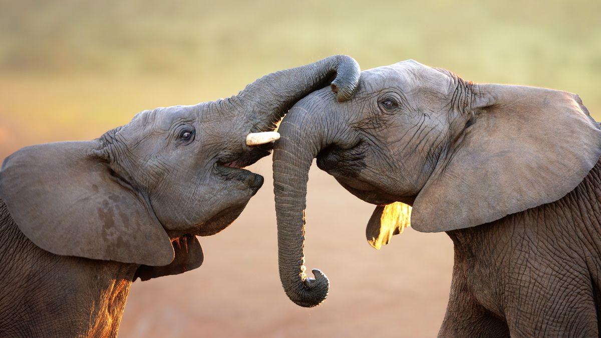 Elefant symbol Foto iStock Johan 63