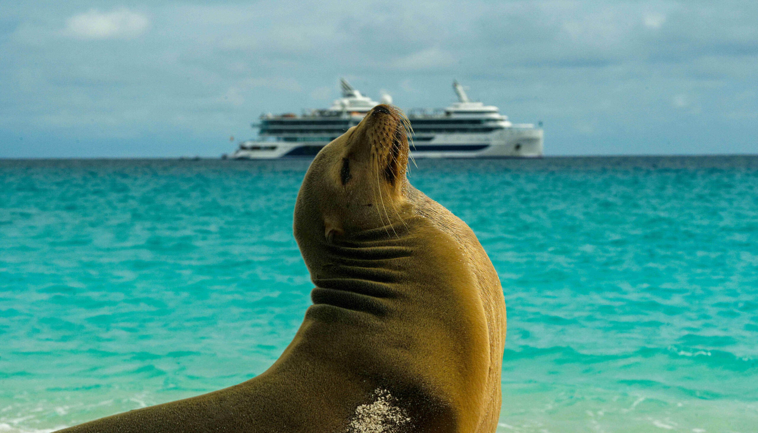 Celebrity Cruises Galapagos Seelöwe