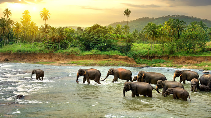 Sri Lanka Elefanten im Fluss Foto iStock Givaga