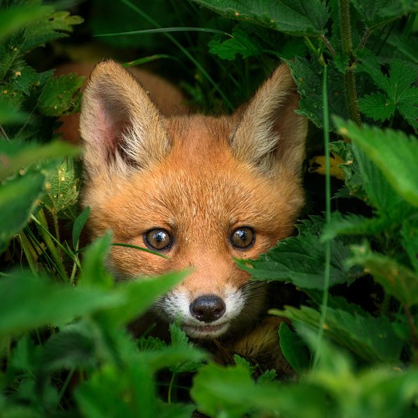 Fuchs Foto iStock PeterTakacs