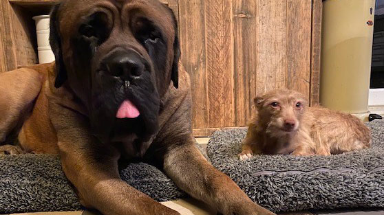 Hunde