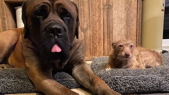 Willi Marta Hunde