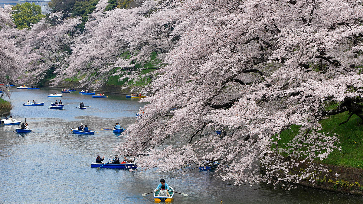 Japan Tokio Kirschblüte Tokyo Convention & Visitors Bureau