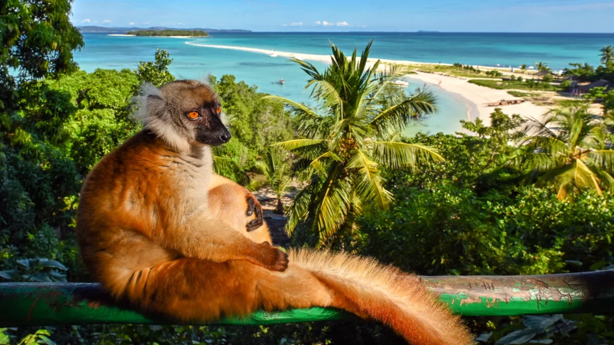 8a6f819752d5-Madagaskar-Tier-Lewmur-Natur-Strand-iStock-mirecca-1606919843 Madagaskar Tier Lemur Natur