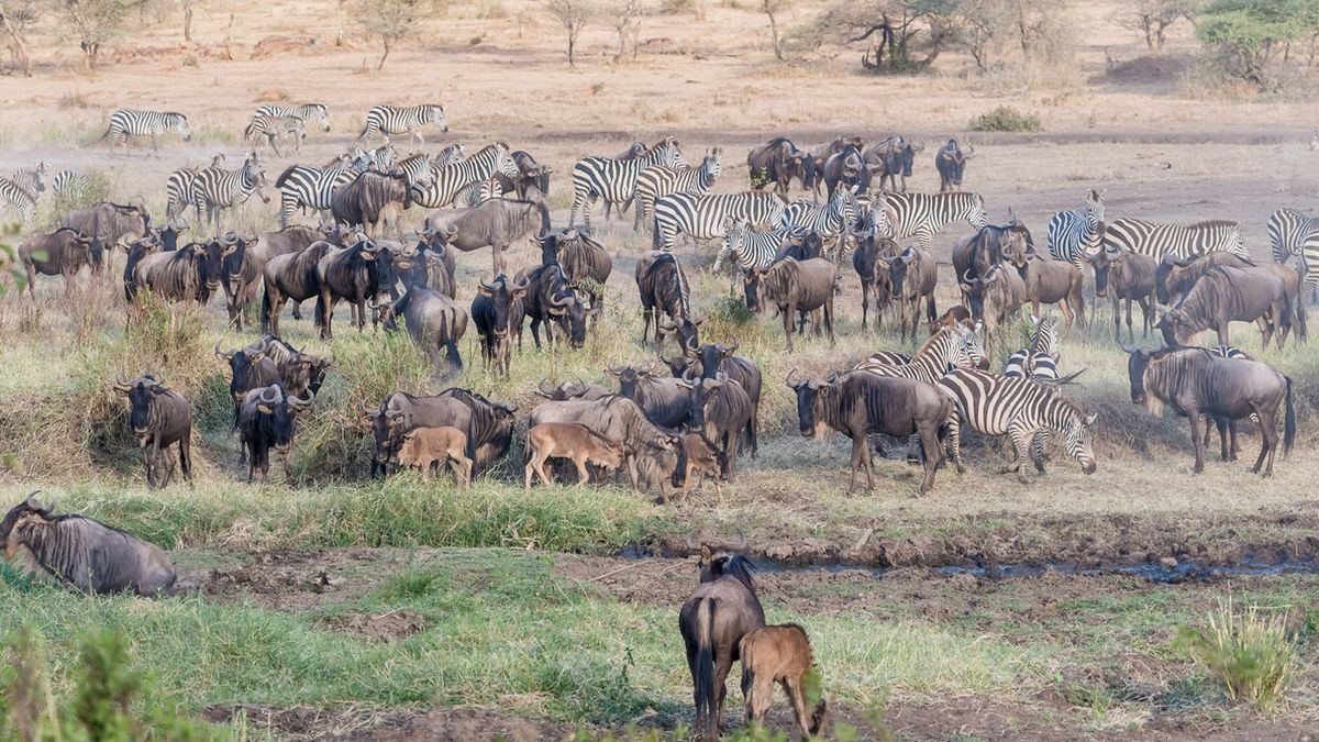 Tansania Ngorongo Serengeti Foto iStock Marc Po