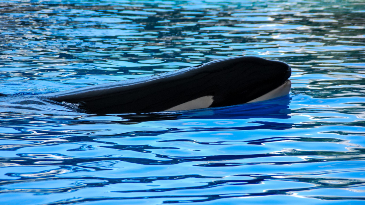Orca