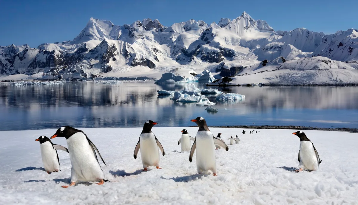 9d861b1909f4-Antarktisi-Eselspinguine-iStock-Foto-SteveAllenPhoto Antarktis Eselspinguine iStock Foto SteveAllenPhoto