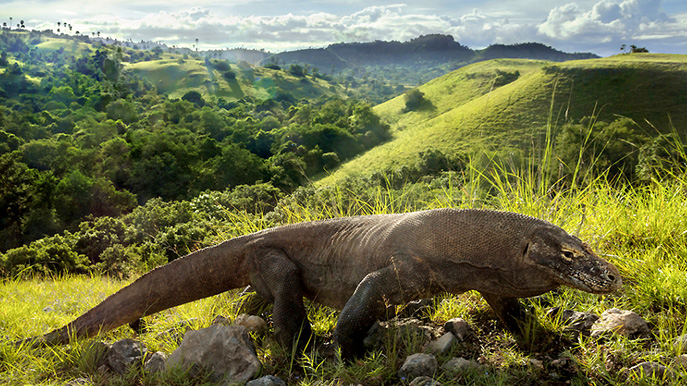 indonesien komodo Foto iStock Ringo Wong hkherper