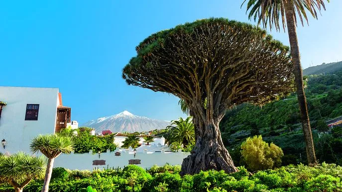 Spanien Teneriffa Drachenbaum Icod DeLos Vinos Foto C Cameris Fotolia Spanien Teneriffa Drachenbaum Icod DeLos Vinos Foto C Cameris Fotolia