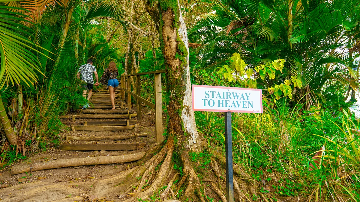 67efc4676639-St-Lucia-Regenwald-Starway-to-Haven St Lucia Regenwald Stairway to Heaven.jpg