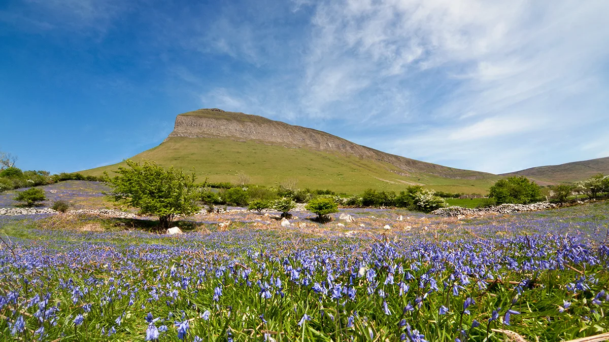 2cc9ed6a1563-Spring-Flowers-Benbulben-Co-Sligo_master Irland Sligo Benbulben Tourism Ireland/Doherty