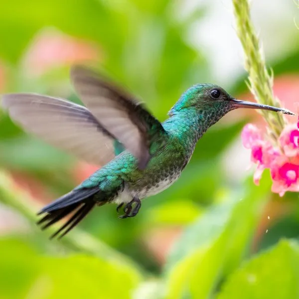 Tobago Kolibri neu Foto iStock Chelsea Sampson Unesco zeichnet Teil Tobagos als Biosphärenreservat aus
