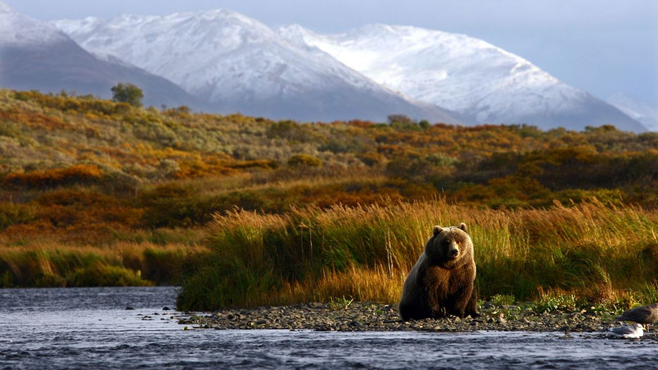 USA Alaska Kodiak Island Kodiakbär