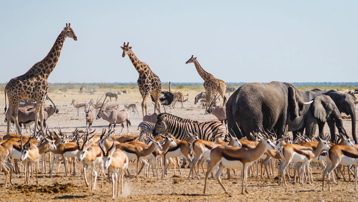 Namibia Etosha Foto iStock RM Nunes
