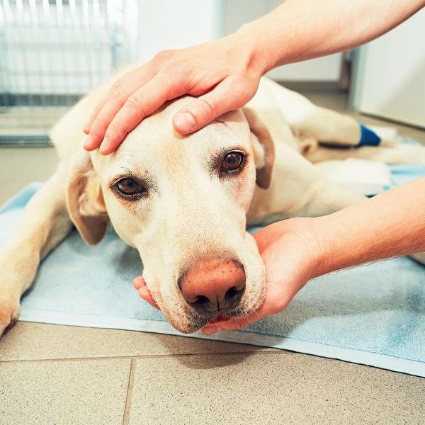 Hund Labrador Foto iStock Chalabala