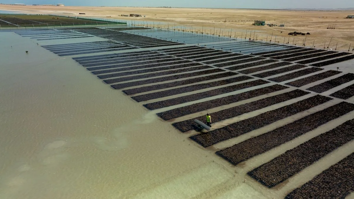 f05871b6ff96-Red-sea-Global-Mangrove-Nurseries-Foto-Red-Sea-Global Red sea Global Mangrove Nurseries Foto Red Sea Global