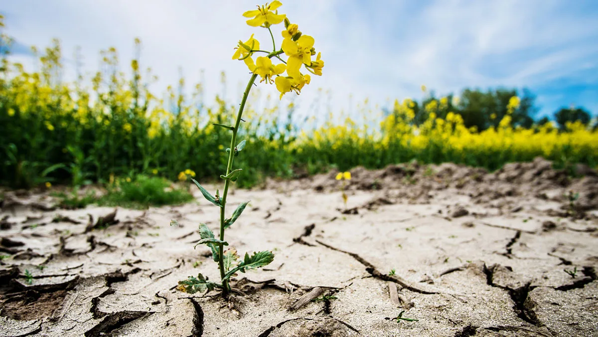 ce17e4340ce5-Klimawandel-Duerre-iStock-Eplisterra-1030004030 Klimawandel Dürre