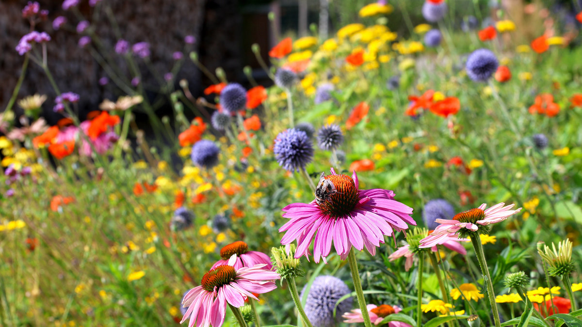 Garten Wiese Blumen Foto iStock Marina Lohrbach