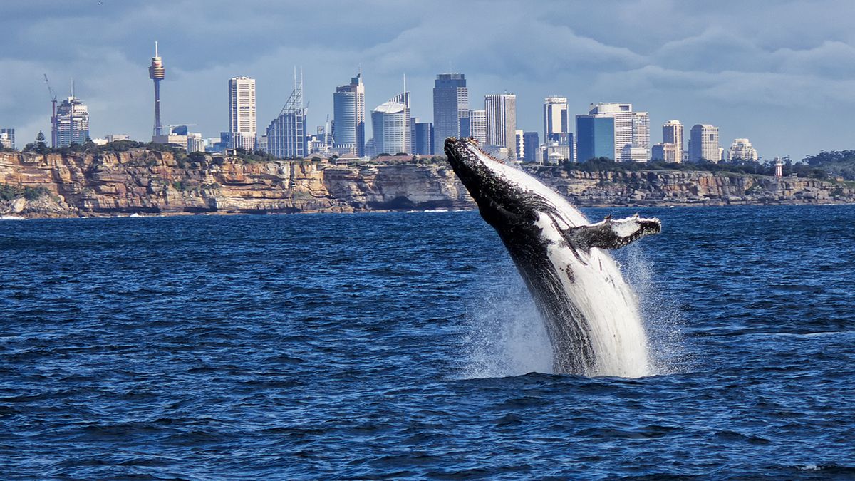 Australien sydney Wal Foto iStock Pomin Oz