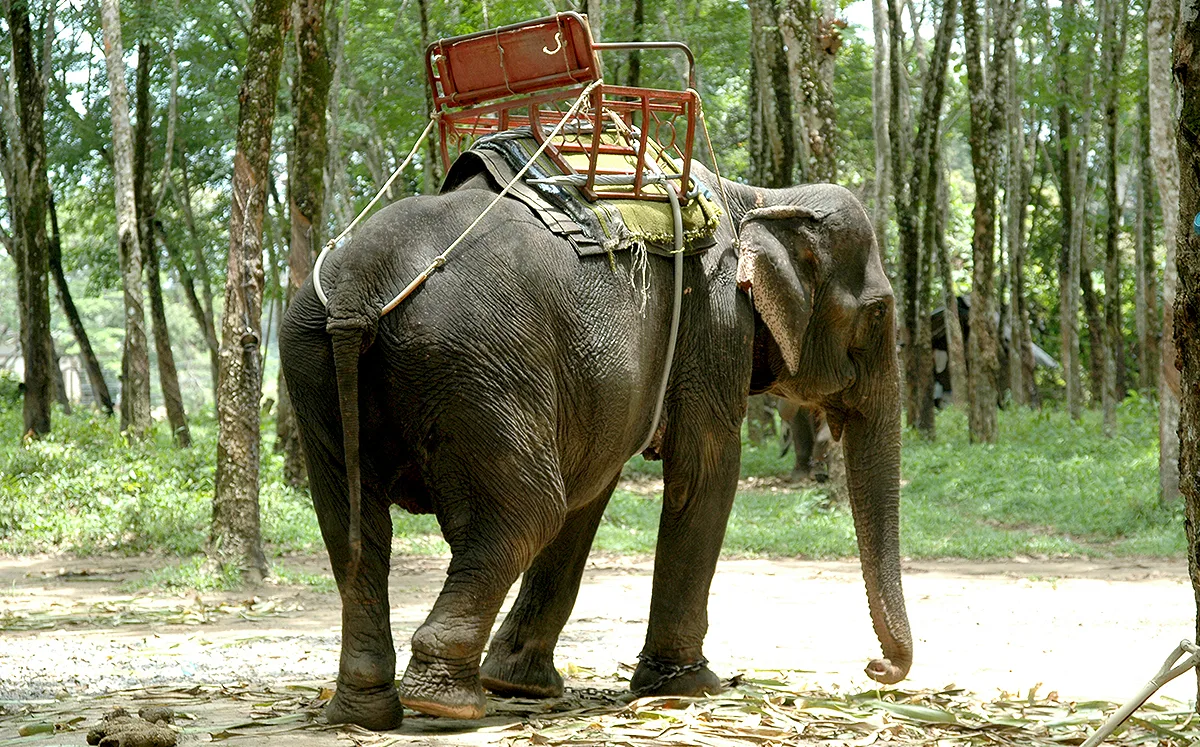 Tierschutz Elefant für Touristen Foto iStock C-Foto Tierschutz Elefant für Touristen