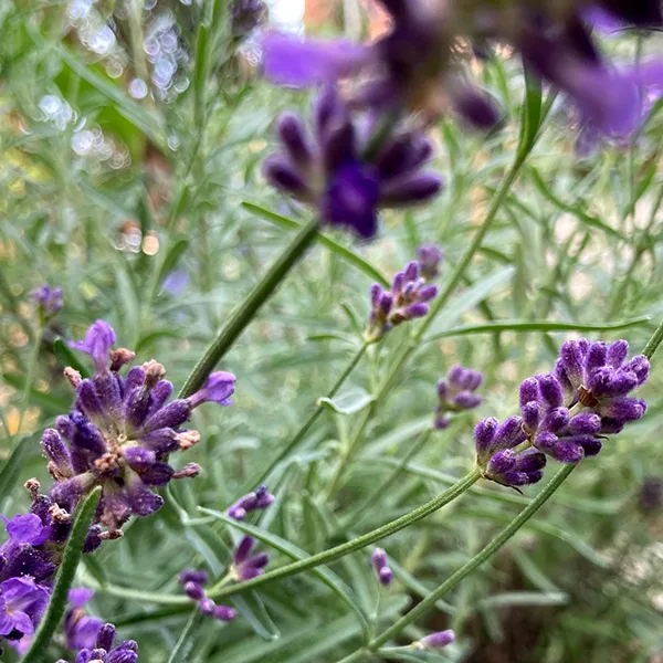 Lavendel AOK Sachsen-Anhalt.jpg