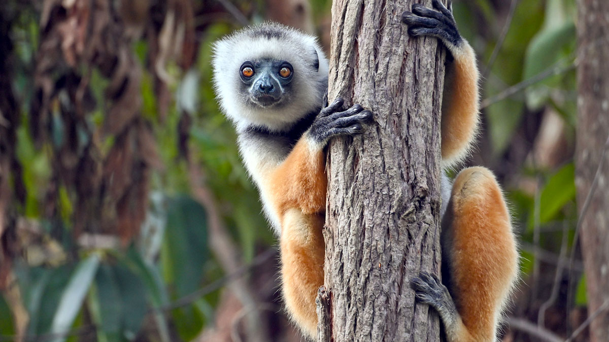 Madagaskar