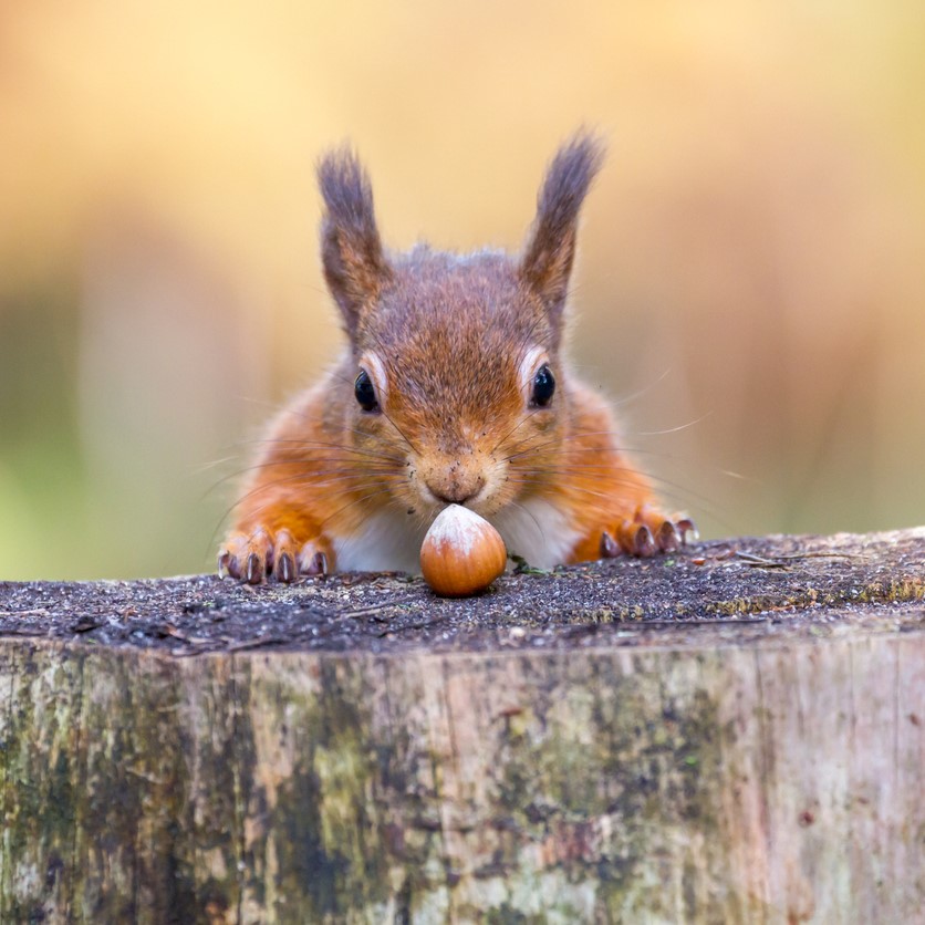 Eichhörnchen