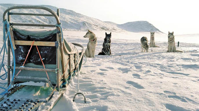 Huskys in Finnland