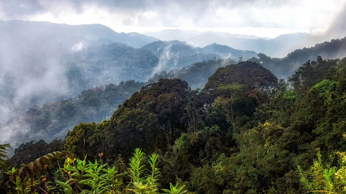 9f93d64f1ae7-Ruanda-Nyungwe-Nationalpark-iStock-atosan-1147512199 Ruanda Nyungwe Nationalpark