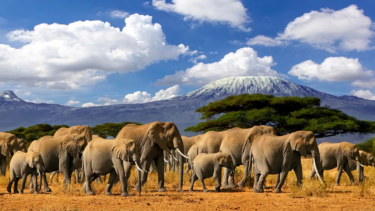 Tansania Kilimandscharo Elefanten Foto iStock 104 Kelly Tansania Kilimandscharo Elefanten Foto iStock 104 Kelly.jpg