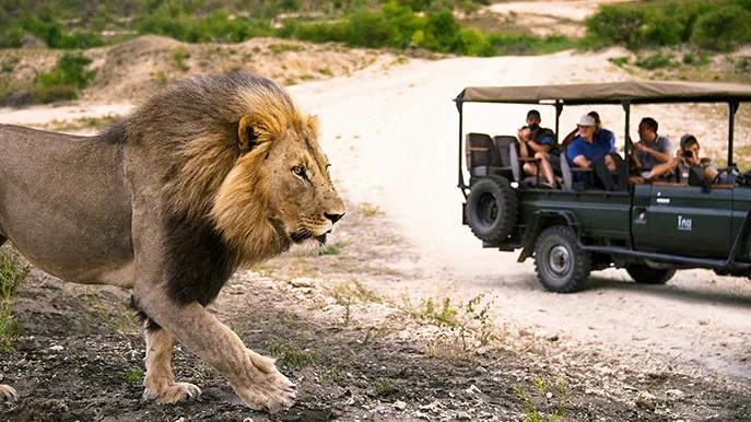 Suedafrika Safari Pirschfahrt mit Löwe Foto south african tourism Suedafrika Safari Pirschfahrt mit Löwe Foto south african tourism