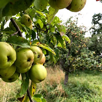Äpfel Streuobstwiesen Green Airlines Apfel Streuobstwiesen