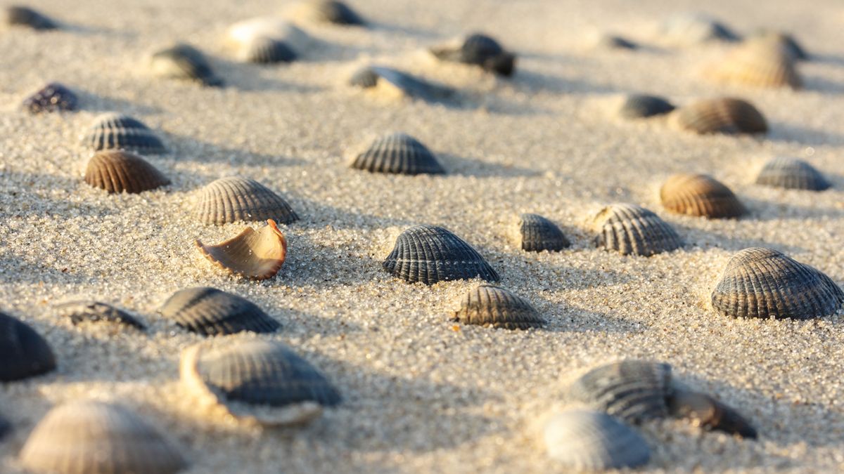 Symbol Strand Muscheln Foto iStock doubleuc