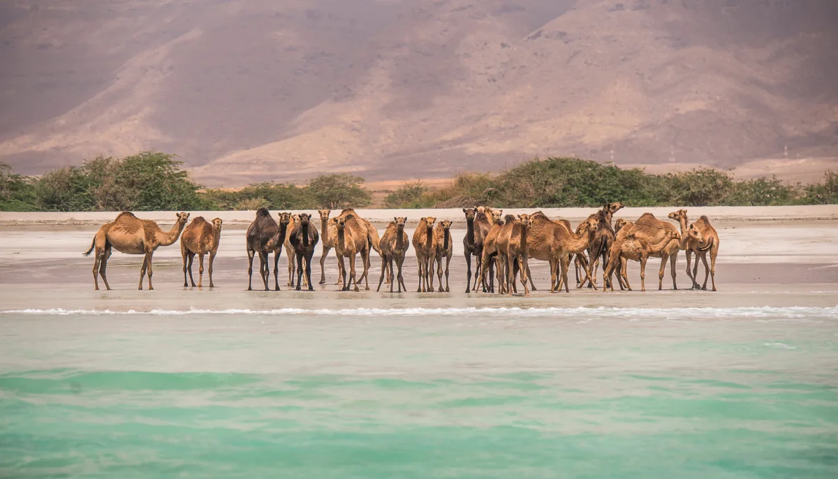 a3ddcfb9b248-Camels-on-the-beach-Salalah-Dhofar-C-Ministry-of-Heritage-Tourism-Sultanate-of-Oman Camels on the beach, Salalah, Dhofar Kamele Oman