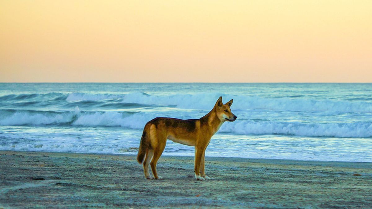 Australien Fraser island dingo Foto iStock Adam Benko
