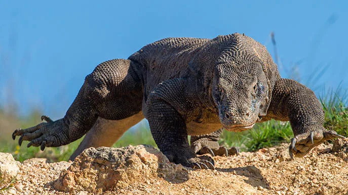 Indonesien Komodo Waran iStock USO-1149847581 Komodo-Waran