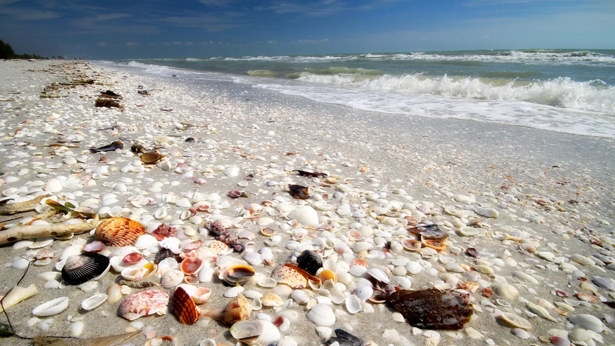 c6b1ad61a1e6-USA-Florida-Sanibel-Muschelstrand USA Florida Sanibel Muschelstrand.jpg