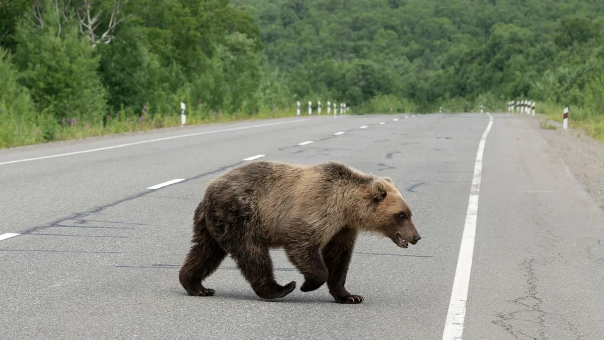 604ec7f0b7a6-Baer-Rumaenien-Karpaten-Foto-iStock-Geyzer Bär Rumänien Karpaten Foto iStock Geyzer